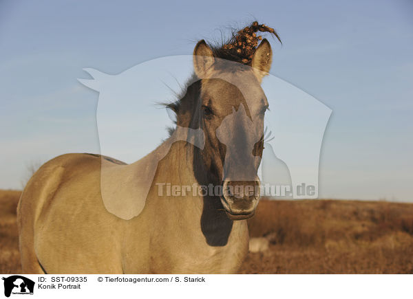 Konik Portrait / Konik Portrait / SST-09335