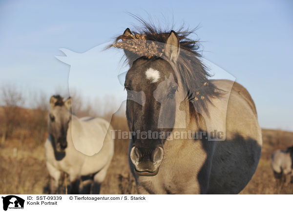 Konik Portrait / Konik Portrait / SST-09339