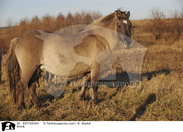 Konik / Konik / SST-09344