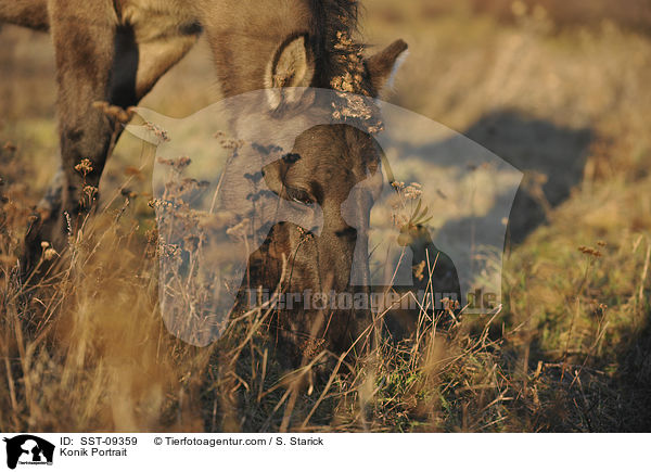 Konik Portrait / Konik Portrait / SST-09359