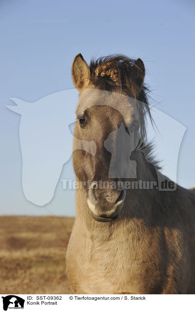 Konik Portrait / Konik Portrait / SST-09362