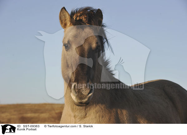 Konik Portrait / Konik Portrait / SST-09363