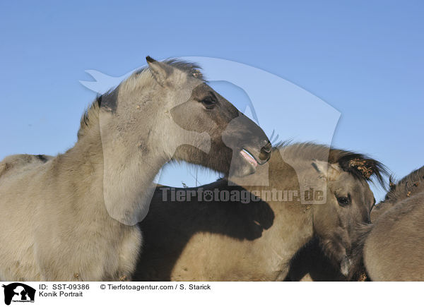 Konik Portrait / Konik Portrait / SST-09386