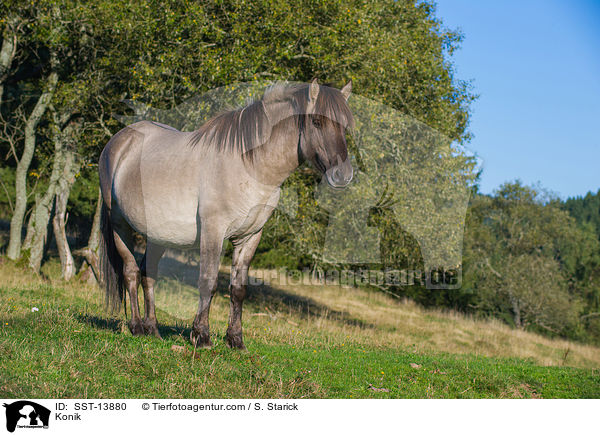 Konik / Konik / SST-13880