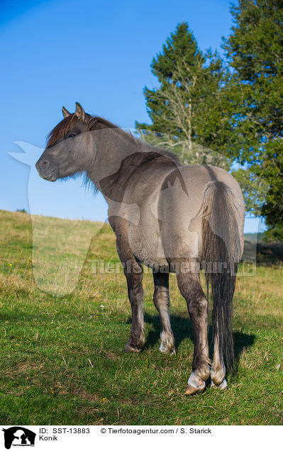 Konik / Konik / SST-13883
