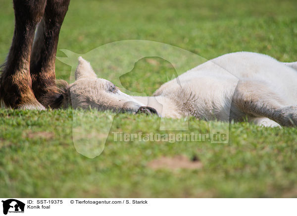 Konik foal / SST-19375