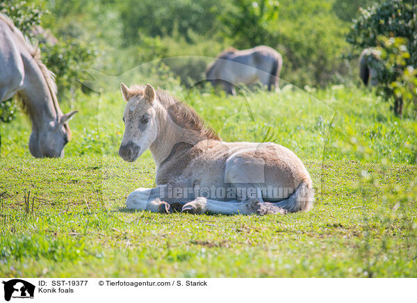 Konik foals / SST-19377