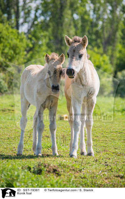 Konik foal / SST-19381