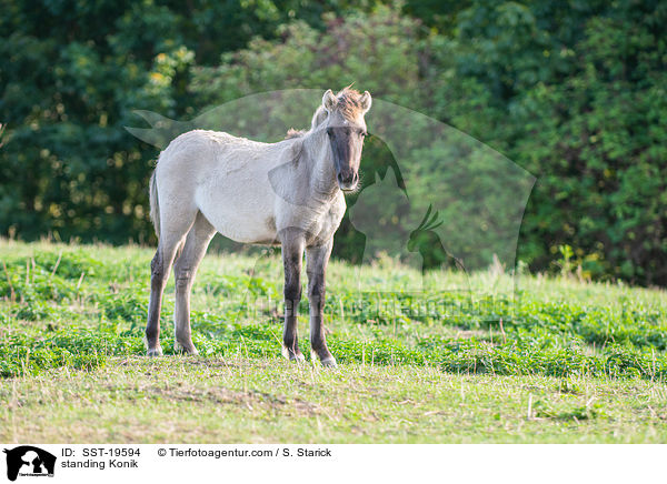 standing Konik / SST-19594