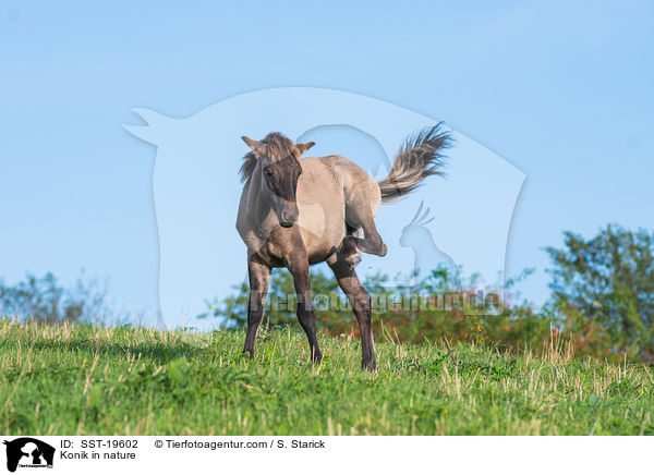 Konik in nature / SST-19602