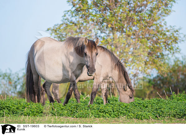 Konik / SST-19603