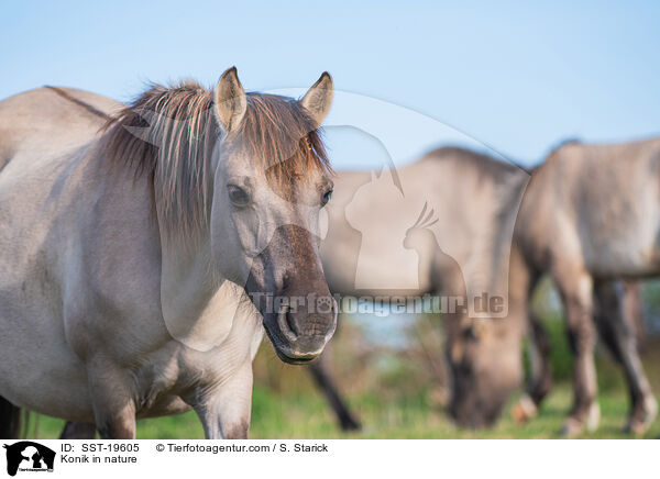 Konik in nature / SST-19605