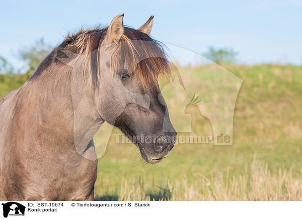 Konik Portrait / Konik portait / SST-19674