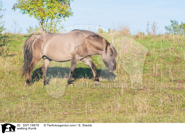 laufendes Konik / walking Konik / SST-19678
