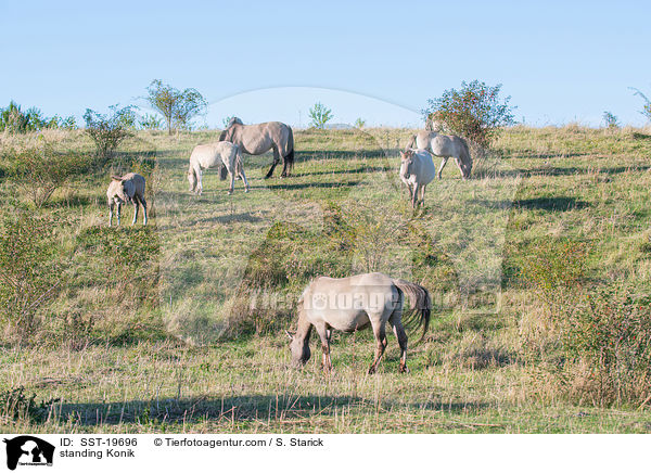 standing Konik / SST-19696