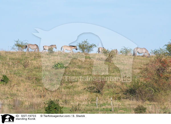 standing Konik / SST-19703