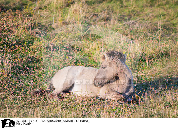 lying Konik / SST-19717