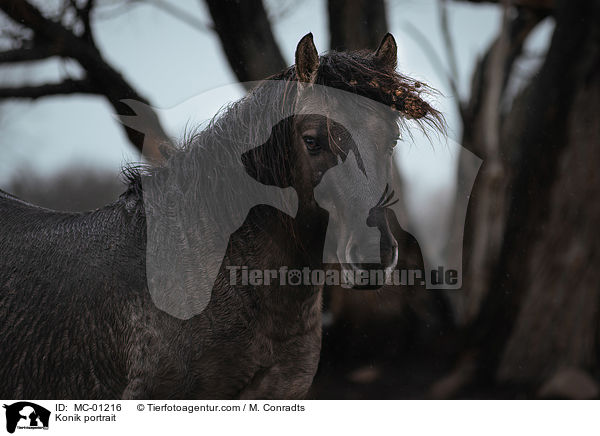 Konik Portrait / Konik portrait / MC-01216