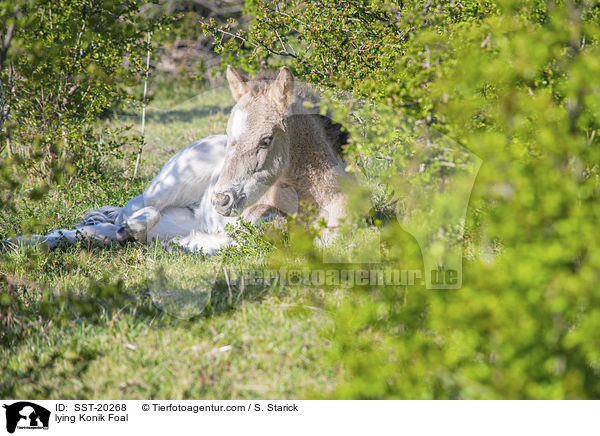 lying Konik Foal / SST-20268