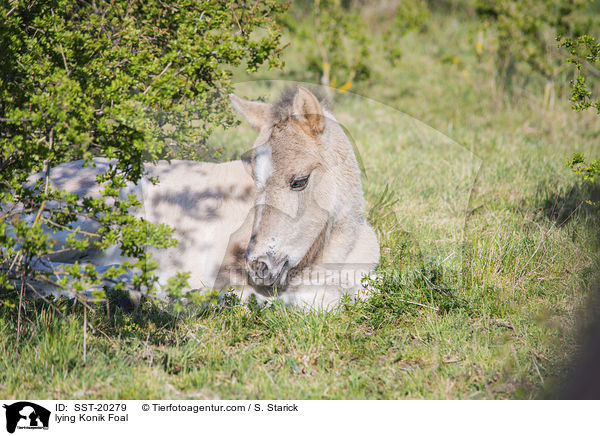 lying Konik Foal / SST-20279