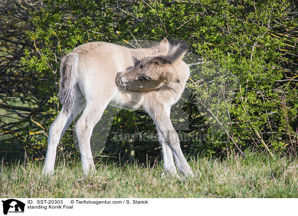 stehendes Konik Fohlen / standing Konik Foal / SST-20303