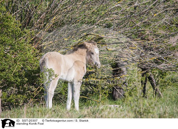 stehendes Konik Fohlen / standing Konik Foal / SST-20307