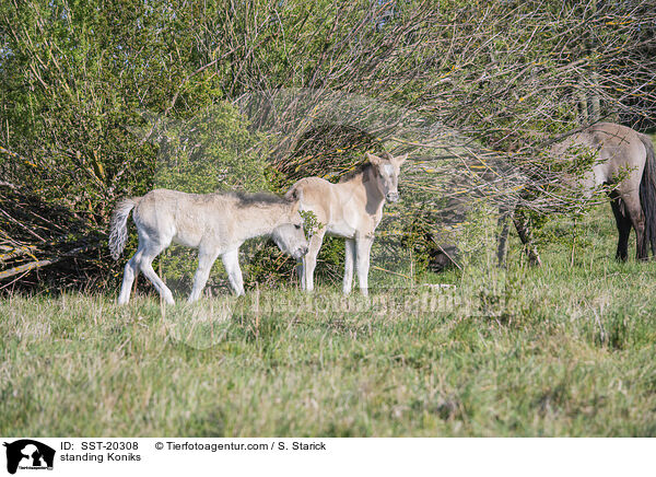 stehende Koniks / standing Koniks / SST-20308