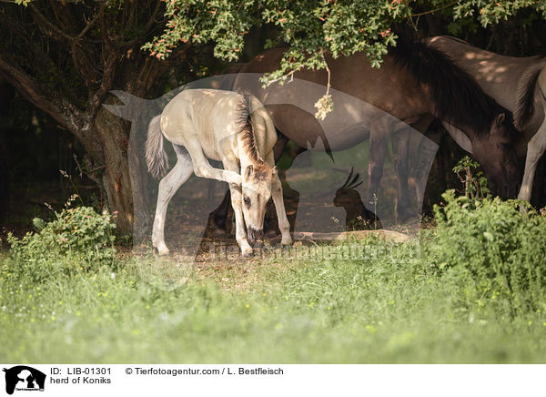 Konik Herde / herd of Koniks / LIB-01301