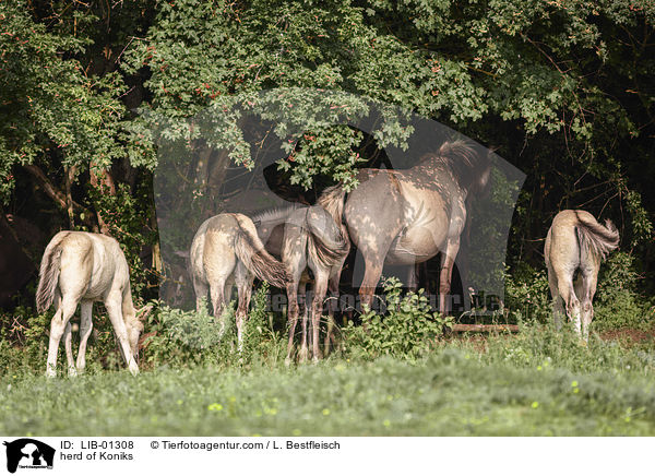 herd of Koniks / LIB-01308