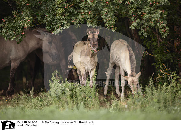 Konik Herde / herd of Koniks / LIB-01309