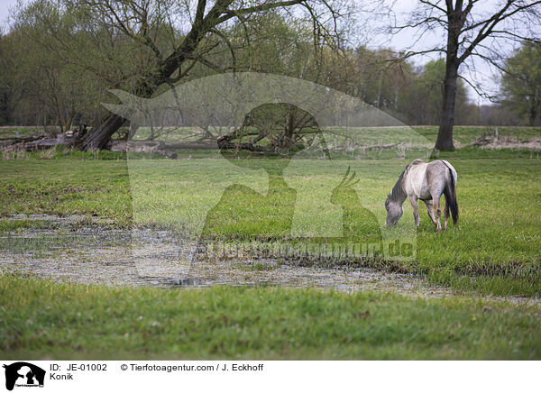 Konik / Konik / JE-01002