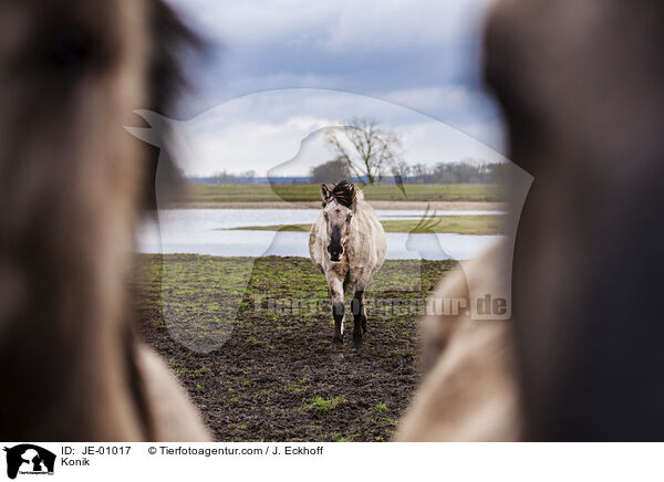 Konik / JE-01017