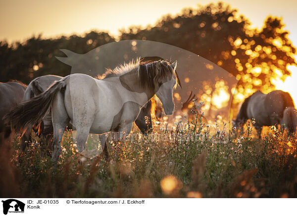 Konik / Konik / JE-01035