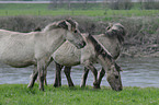 horses