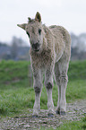 horse foal