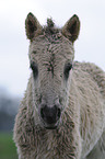 horse foal