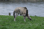 horse foal