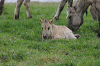 horse foal