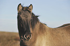 Konik Portrait