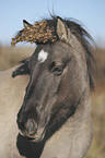 Konik Portrait