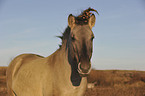 Konik Portrait