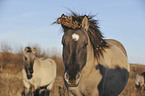 Konik Portrait