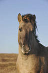 Konik Portrait