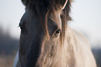 Konik eyes