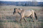 walking Konik