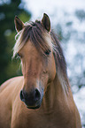 Konik Portrait