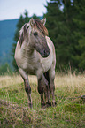 Konik