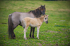 Konik Portrait