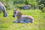 Konik foals