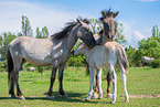 Konik foals